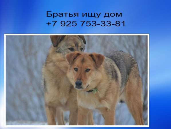 Братья ищут дом в Москве фото 16