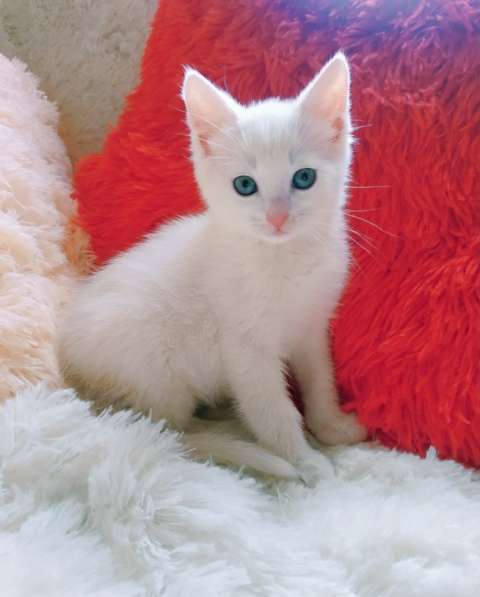 Белый котенок 1,5 месяца в Санкт-Петербурге фото 7