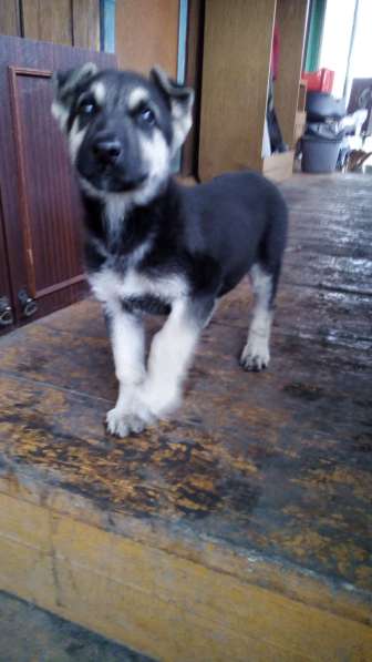 Продам щенка ВЕО в Красноярске