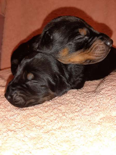 Dobermans в Москве фото 4