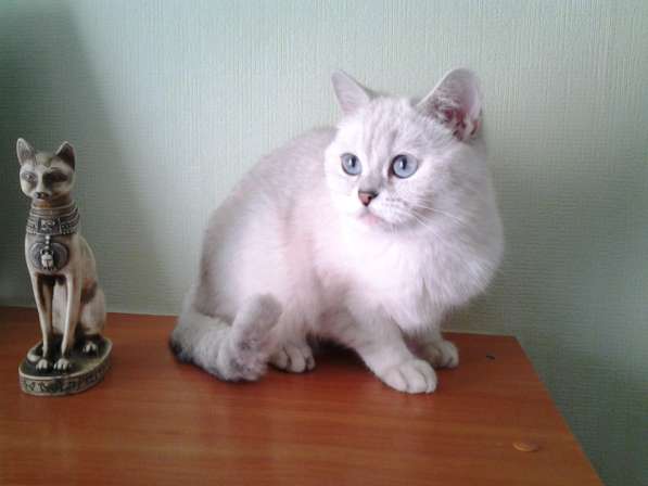 Британская голубоглазая кошечка шиншилла поинт в Москве