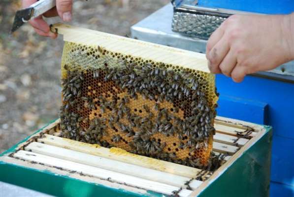 Пчелопакеты Карпатка, пчелосемьи, пчелы