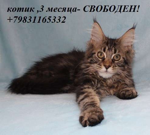 Нежные "гиганты" для вашей семьи в Омске фото 11