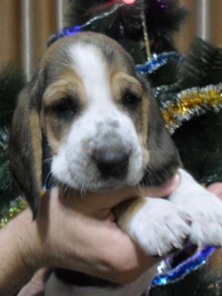 Щенки Бассет-хаунд в Армавире фото 54