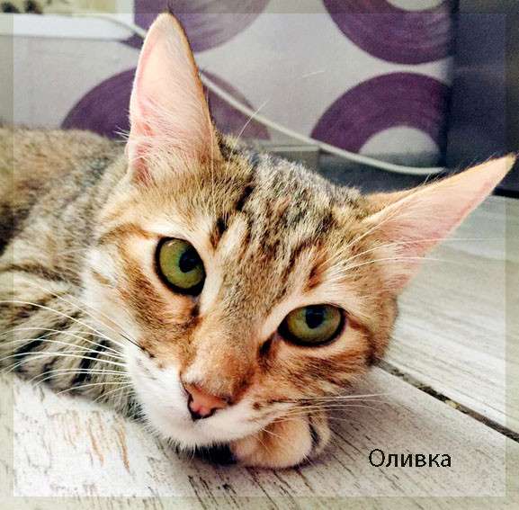 Оливка. Милая приятная молодая кошечка в добрые руки в Москве фото 6