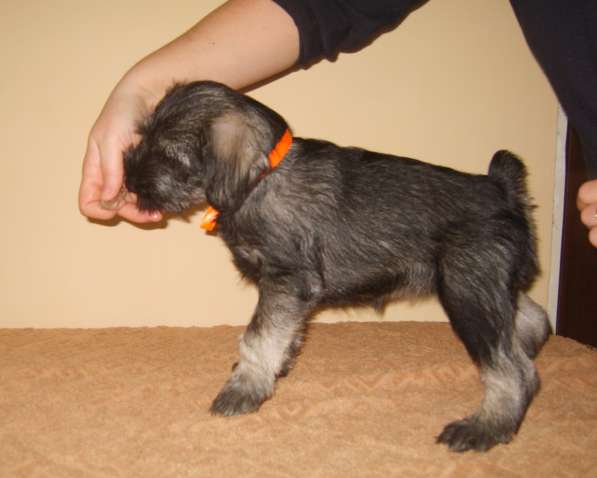 Щенки миттельшнауцера в Москве фото 11