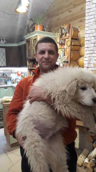 Маремма абруцкая овчарка в Челябинске фото 10