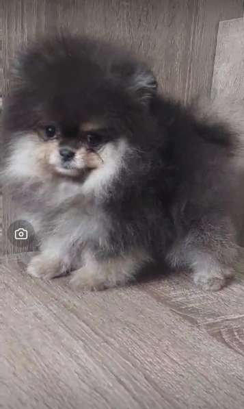 Pomeranian spitz. Mini girl в фото 8
