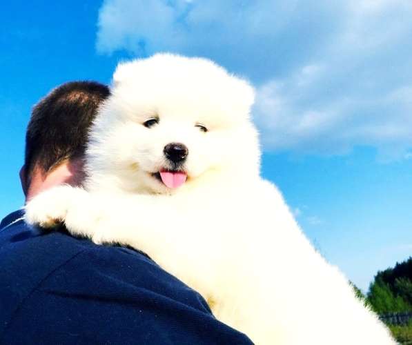 Кобели хаски для вязки и щеночки хаски в Ярославле фото 3