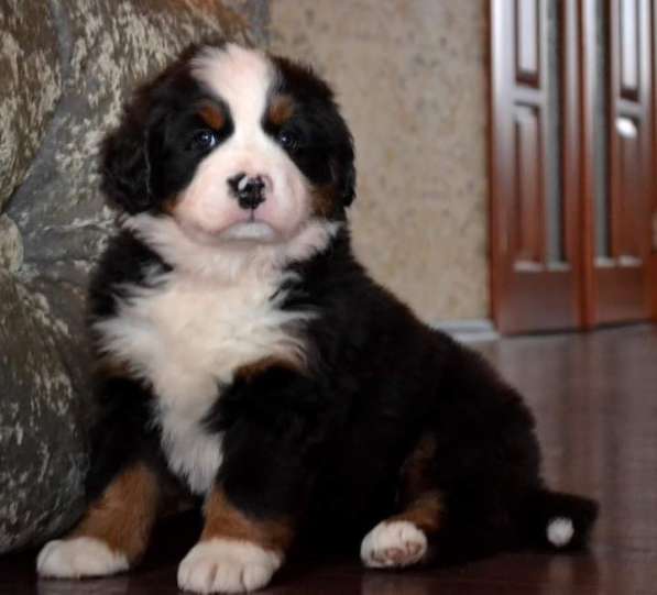 Щенки бернского зенненхунда из питомника в Москве фото 30