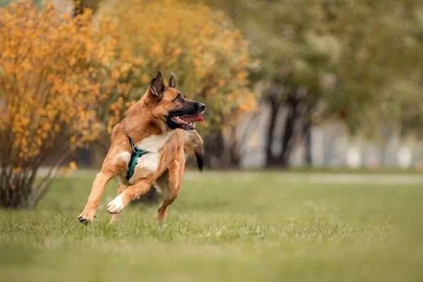 Солнечный Марти ищет дом в Москве фото 10