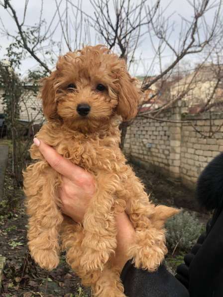 Poodle. Boy's в 