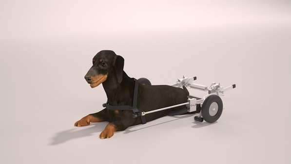 Инвалидная коляска для собак в Ростове-на-Дону фото 4
