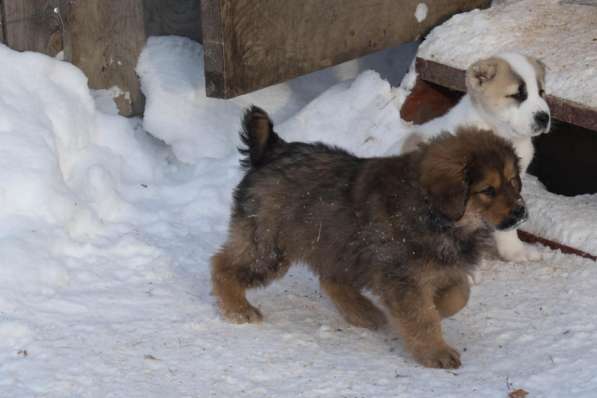 Продаются высокопородные щенки Тибетского мастифа в Москве фото 8