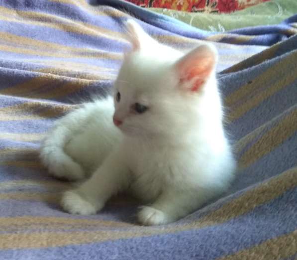 Очаровательный котёночек-мальчик - в заботливые руки в Багаевского фото 9