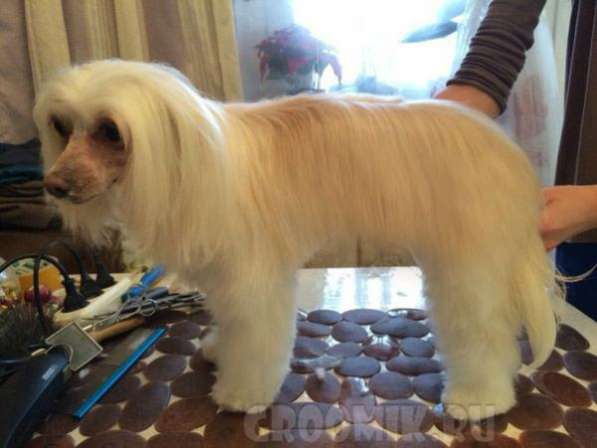 Стрижка собак и кошек в Москве фото 4