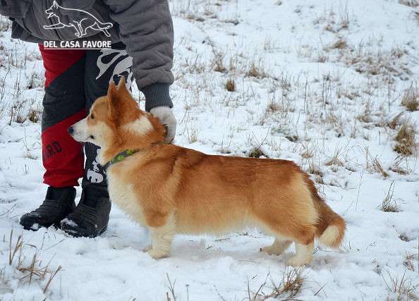 Подрощеный кобель Вельш Корги Пемброк в фото 15