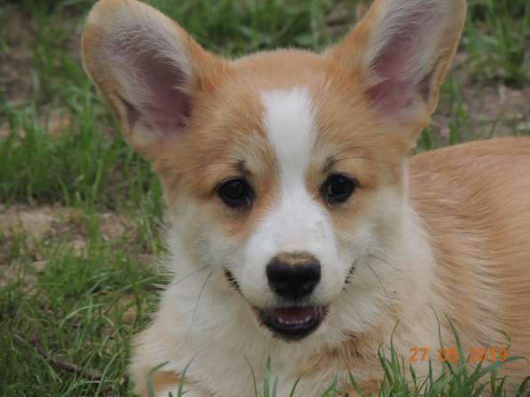 Вельш корги пемброк щенков продаю в Москве фото 16