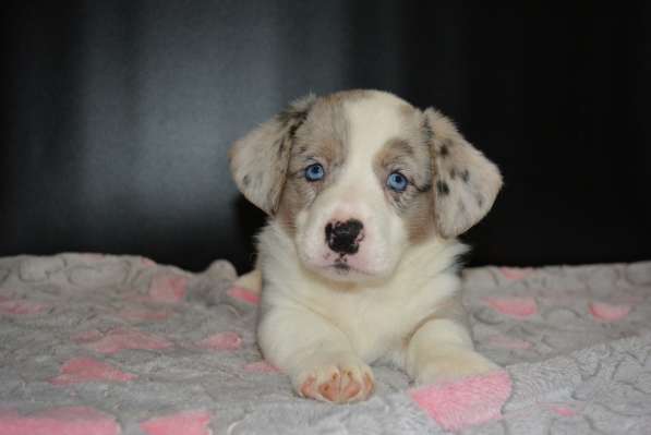 Щенок вельш корги кардигана мальчик в Москве фото 7