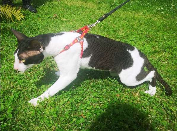 Вязка в Москве фото 3