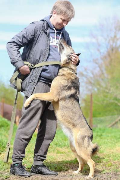 Улыбчивая собачка с рыжими ушками-огоньками в Санкт-Петербурге фото 19