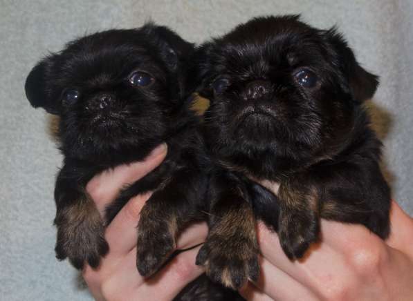 Великолепные щенки гриффона и пти-брабансона. Вязки в Москве фото 28