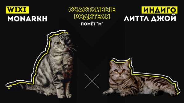 Роскошные котята scottish fold с родословной в Саратове фото 9