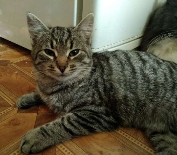 Котенок в поисках дома! в Жуковском фото 12