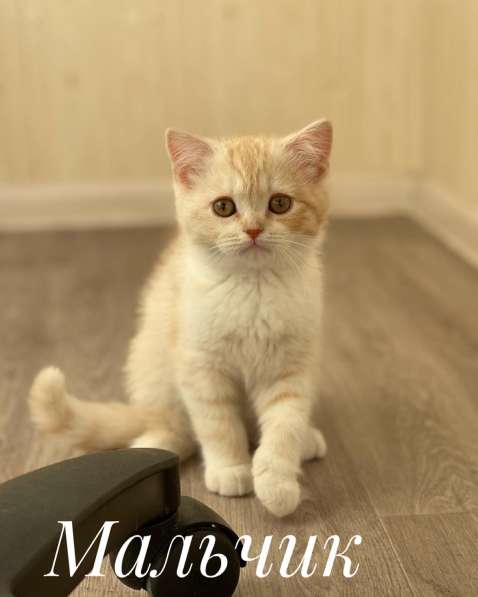 Шотландцы котята девочка в Иркутске фото 3