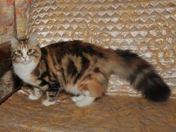Сибирский котенок в Москве фото 3