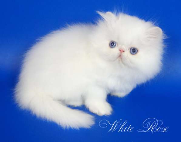 Элитный персидский котенок Xmas белого окраса голубоглазый