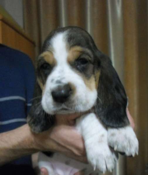 Щенки Бассет-хаунд в Армавире фото 56