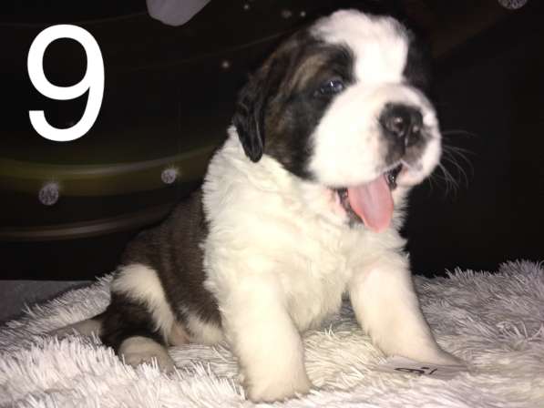 Щенки сенбернара в фото 100