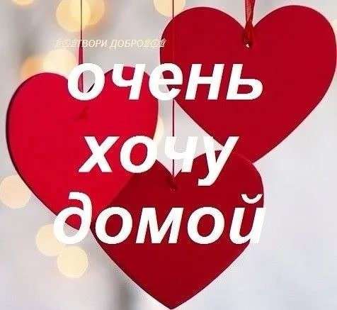 Отдам котят в добрые руки в Красноярске