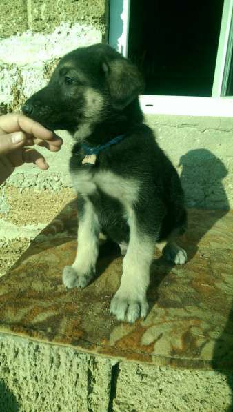 Продаются щенков ВЕО в Евпатории фото 15