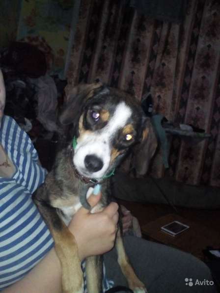 Отдаем щенят в хорошие руки в Новокузнецке фото 8