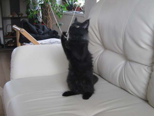 Котята мейн-куна в Калуге фото 5