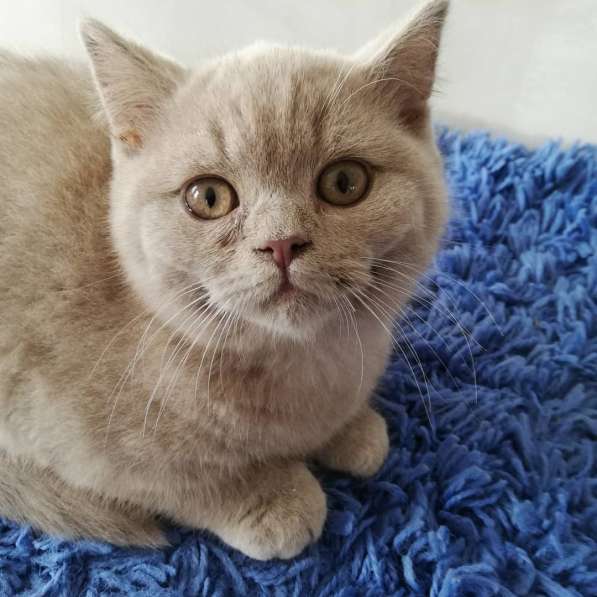 Британский мальчик в фото 4