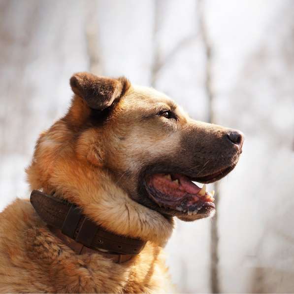 Кохинор ищет семью в Москве фото 26