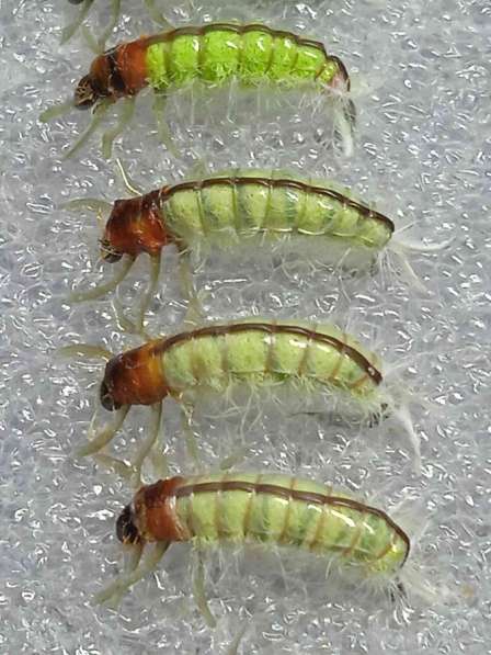 Мушки и нимфы в Ухте фото 15