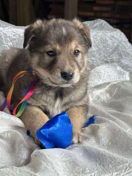 Щeнки-мeдвeжатa в добрые руки! в Москве фото 7