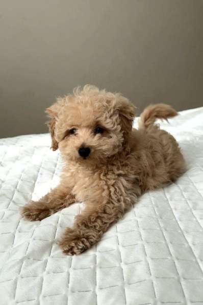 Мальтипу мини f1