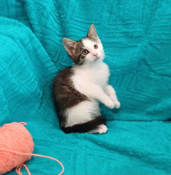Маленькие красивые котята ищут дом в Санкт-Петербурге фото 7