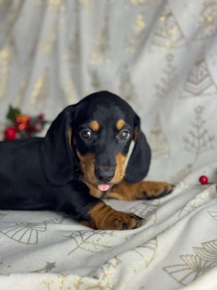 Щенята стандартной таксы в Москве фото 3