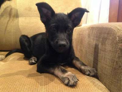 Отдам даром Славные малыши ищут дом в Санкт-Петербурге фото 5