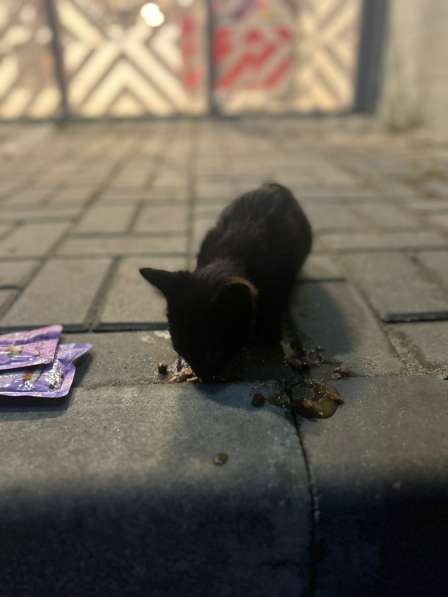 Бездомная кошка