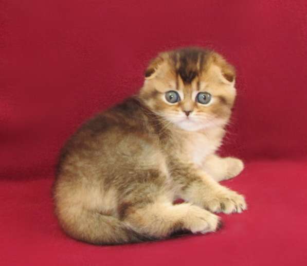 Шотландские котята из питомника в Санкт-Петербурге фото 8