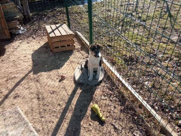 Маленькие хорошенькие хвостики в Санкт-Петербурге фото 5