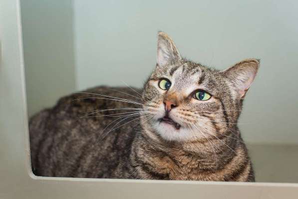 Вера - кошка с изюминкой в самые добрые руки! в Москве фото 7