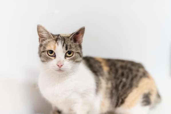 Изящная кошечка Афина ищет семью в Москве фото 4